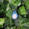 Maison Ghibli Broche Cannetille Totoro bleu - Mon voisin Totoro
